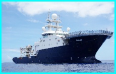 Petrel